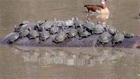 南非最大「河馬渡輪」開船啦！50隻水龜擠爆座位（圖／翻攝自caters）水牛,南非,水龜,泡水,超載