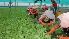 雲林補助農業職災保費