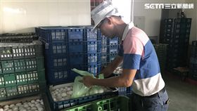 台中市食安處,食藥署,液蛋,鴻陞蛋品,沙門氏菌