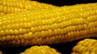 電鍋OUT！玉米「靠1招」4分鐘就熟了