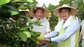 麻豆文旦首採　農委會辦網拍推產銷履歷