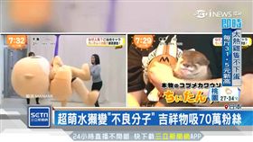 吉祥物界暴走族！日失控海獺商機無限
SOT
日本,吉祥物,Chiitan,水獺,暴走