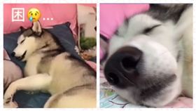 哈士奇叫不醒　這一「嗶」竟秒睜眼。（圖／翻攝自抖音APP用戶「189985551」）