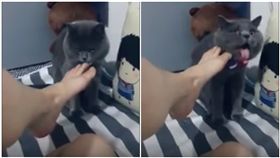 影／剷屎官伸臭腳　喵皇聞了後被熏到吐：立刻給朕去洗腳