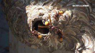 虎頭蜂易攻人　避免穿深色衣、噴香水