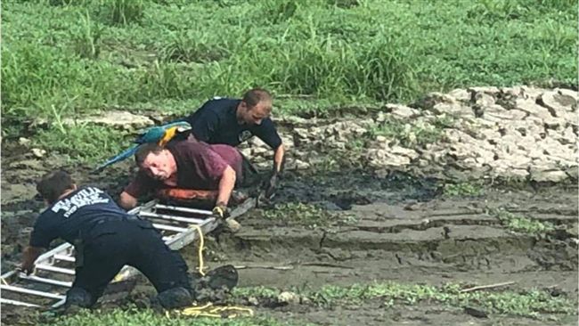 主人失足受困　鸚鵡不離不棄守護他
