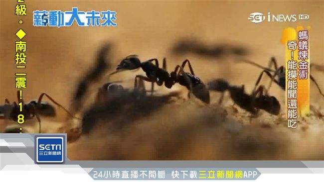 興趣當飯吃　「40萬螞蟻軍」當員工