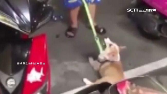 柯基變螺旋槳…虐狗者遭肉搜現身道歉