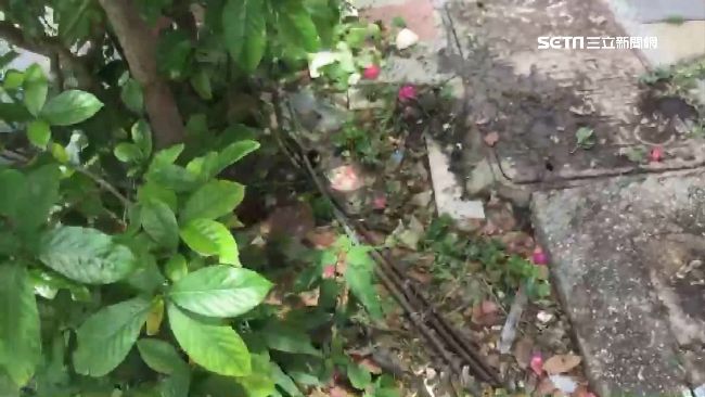 到隔壁花園找貓…驚見無頭男屍秒崩潰