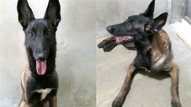 活潑好動！故宮警犬吉米要徵新主人