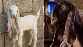 動物,山羊,大馬士革羊,敘利亞,中東　圖／翻攝自IG