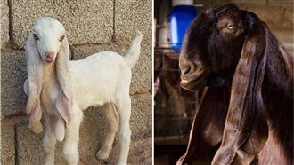 「人臉羊身」超詭異　幼年時反差驚人