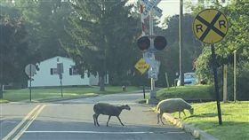 ▲第2天早上民眾在火車站附近發現4隻羊。（圖／翻攝自紐澤西先鋒報）
http://www.njherald.com/20180810/goats-sheep-on-the-lam-after-escape-from-hackettstown-auction#