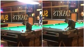 貓咪擋住撞球檯　「想過朕這關，你還要再練練！／twitter