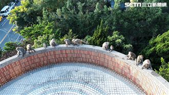 驚！猴群大軍入侵　家陽台慘成遊樂園