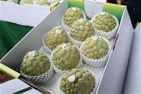 台南歸仁釋迦搶市　巨無霸果實吸睛