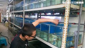 新北市農業局,海洋資源,復育,花蟹,萬里蟹