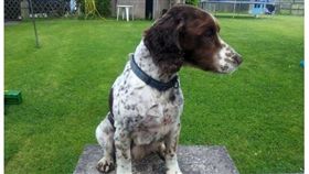 愛犬被偷變浪浪　飼主苦尋5年終團圓
英國,倫敦,薩默塞特郡,Scampi,流浪狗,網路,感人
https://metro.co.uk/2018/07/20/stolen-dog-scampi-spaniel-reunited-owners-five-years-7738472/