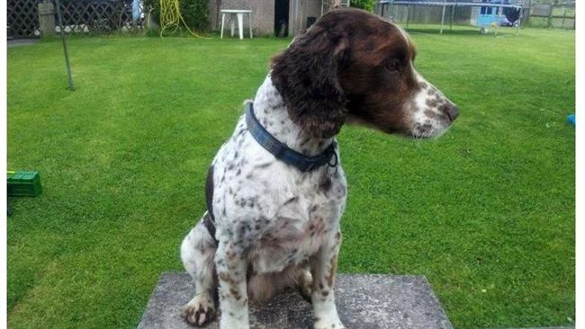 提高認養率北市聘訓犬師訓練浪犬與人相處 生活 三立新聞網setn Com