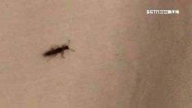 (延)民宿隱翅蟲1200