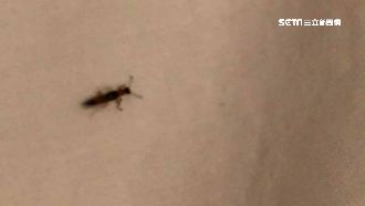 民宿爬滿隱翅蟲　房東全額退費反挨轟