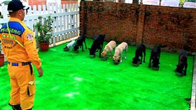 花博特種犬部隊備戰　飲食生活大公開