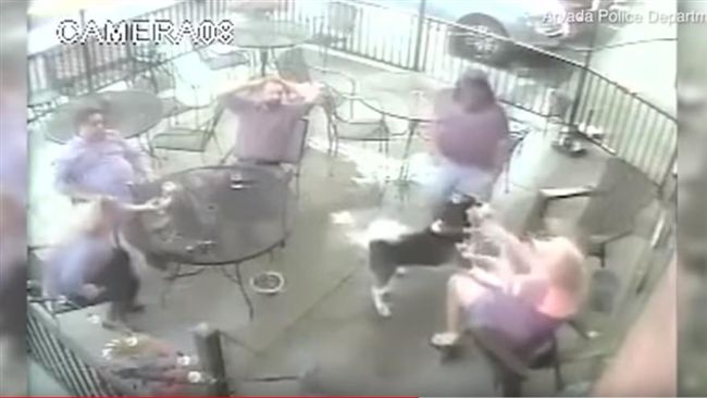 哈士奇抓狂撕咬　正妹毀容竟遭罵活該