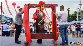 罕見巨型龍膽魚　競拍十分鐘飆破百萬.
中國,廣西,龍膽石斑,拍賣,天價
翻攝自《北海365網》