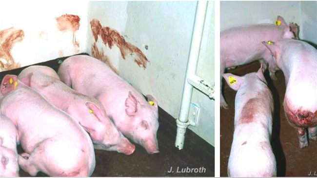 防非洲豬瘟　勿帶火腿、肉乾製品返國