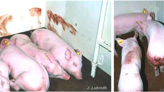 淘寶收肉品拒送檢　她嗆友：被洗腦？