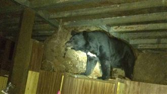 黑熊闖入向陽山屋覓食　身影首次曝光