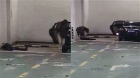 車震太嗨「褲子來不及穿」　男主角一下車就昏死了(圖/翻攝自微博)