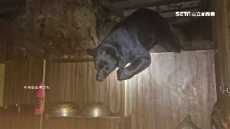 黑熊4度現身！嘉明湖步道封閉15天