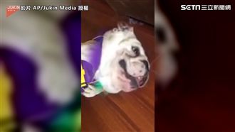 鬥牛汪不喜歡！穿上救生衣秒翻肚