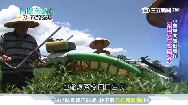 小農與茶商挺環保！國際認證台灣好茶