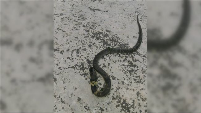 百條毒蛇亂竄上岸！竟離住家不到十尺