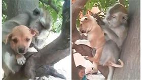 ▲無差別母愛！猴媽媽把狗狗當小孩。（圖／翻攝自泰國網臉書）