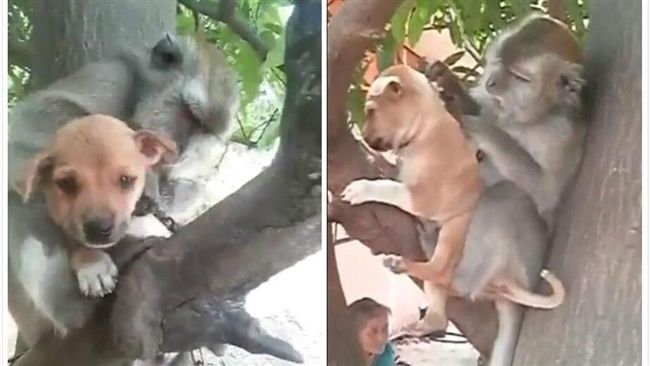 猴媽媽把狗狗當小孩！畫面暖翻網友