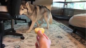 檸檬來了快逃！二哈怒瞪：別靠近我。（圖／翻攝自IG happhuskyhiro）