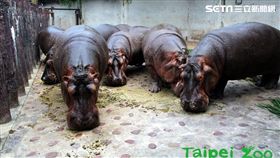 台北市立動物園,祖父母節,動物園,河馬,犀牛,黑熊