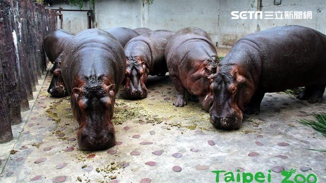 別錯過！週末就帶祖父母到動物園過節