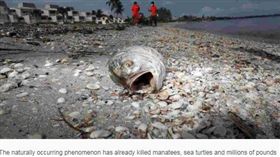 人間煉獄！百噸屍體堆岸上 全球暖化引發的「死亡紅潮（圖翻攝自USA Today）