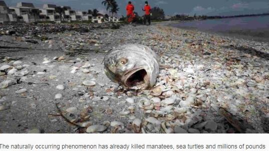 死亡紅潮襲佛州　百噸死魚屍體堆岸上