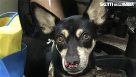 永和,分屍,友人,靈犬萊西,狗,