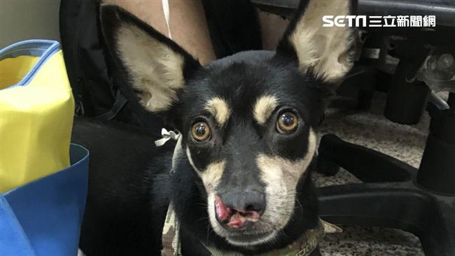 分屍案死者遇警緝毒　忠犬飛撲追咬