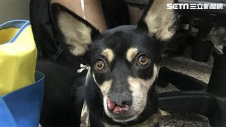 靈性！主人遭分屍⋯狗帶友人尋獲遺體