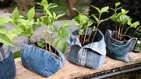 綠色植物、家居。（圖／六福集團提供）