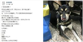 新北,永和,中正橋,分屍,河堤,LULU,協尋,狗（圖／翻攝畫浪浪別哭）