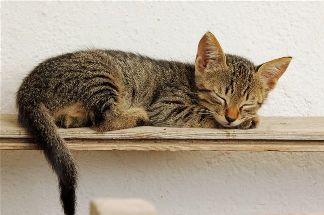懶惰有理！研究：懶惰是物種存續關鍵