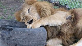 馬戲團受虐獅獲救！庇護所內開心翻滾
（圖／翻攝自ADI臉書）